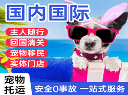 中卫沙坡头空运国际宠物托运 【国